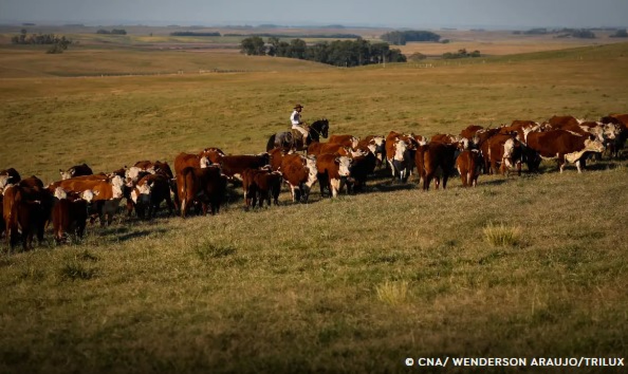 União Europeia restringe importação de carnes, peixe e mel do Brasil