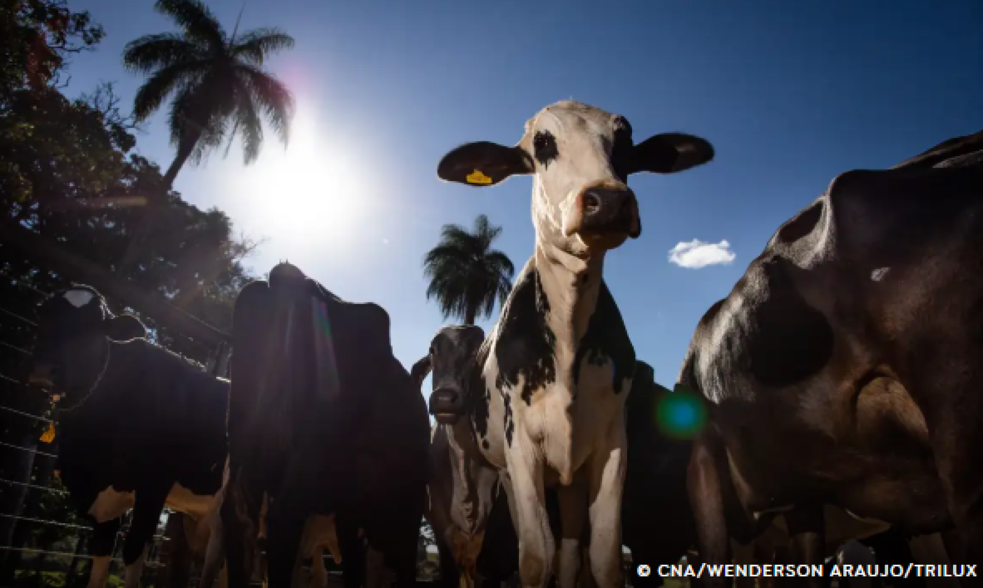 Parceiro estratégico, Marrocos suspende tarifa de importação de carnes.