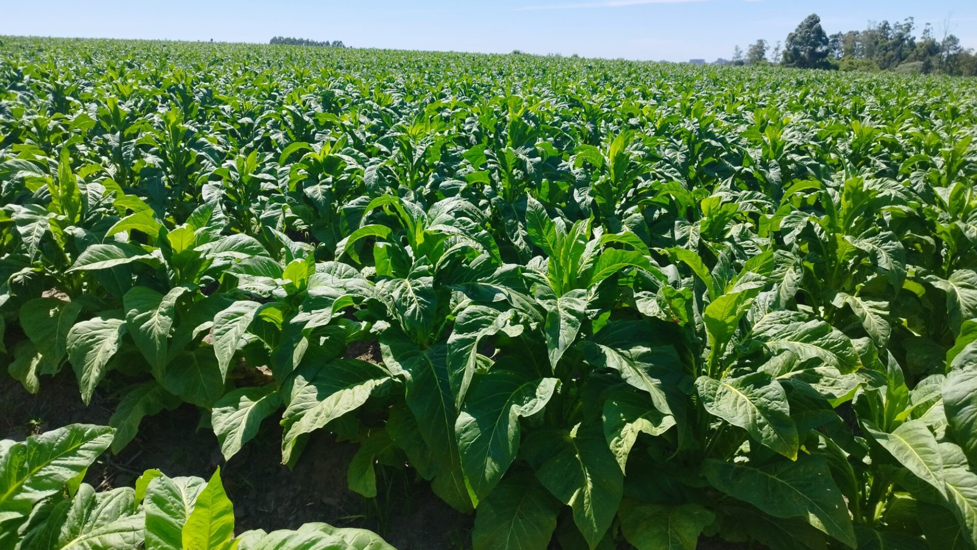 Negociação do tabaco avança, mas termina sem acordo
